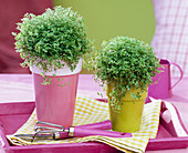 Soleirolia soleirolii in pink and green planters
