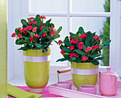 Euphorbia milii (Christ's thorn) in green planters at the window