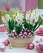 Hyacinthus orientalis decorated with Christmas tree balls