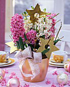 Hyacinthus orientalis (hyacinth) in white and pink, decorated