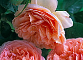 Rose 'Abraham Darby' (English shrub rose)