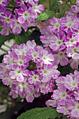 Verbena 'Splash Sky Blue' (Verbene), lila Blüten mit weißer Mitte