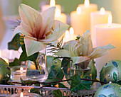 Hippeastrum, Hedera (ivy) in glasses on tray