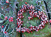 Heart of Cotoneaster with berries in hoarfrost on moss