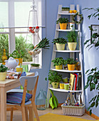 Corner shelf with herbs
