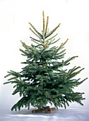 Picea pungens 'Glauca' (blue spruce)