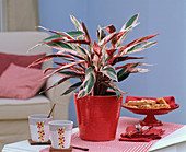 Stromanthe 'Multicolor' (Blumenmaranthe) in rotem Übertopf auf dem Tisch