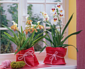 Orchids at the window
