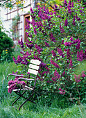 Syringa 'Charles Joly' (lilac) with folding chair
