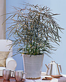 Dizygotheca elegantissima syn Schefflera elegantissima (Fiederaralie)