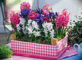 Hyacinthus (hyacinth), Scilla mischtschenkoana