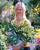 Young woman with Helleborus Gold Collection (Christmas rose)