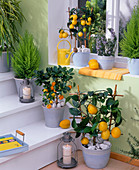 Citrus limon 'Meyerii' (Zitrone), Citrofortunella microcarpa (Calamondine)