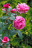 Rosa 'Elbflorenz' (pinke Edelrose) vom Meilland