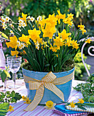 Narcissus 'Carlton', 'Tete A Tete', 'Minnow' (Daffodil)