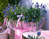 Muscari (grape hyacinth) in pink wooden basket with handle