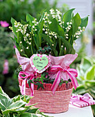 Convallaria majalis (lily of the valley) with pink napkin