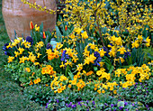 Yellow bed with primula (spring primrose), narcissus (narcissus)