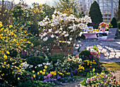 Magnolia stellata (Sternmagnolie) im Frühlingsgarten