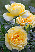 Rose 'Graham Thomas', often flowering, good tea rose fragrance