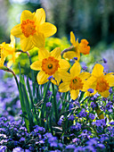 Narcissus 'Ipi Tombi' (Daffodil)
