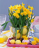 Narcissus 'Tete A Tete' (Narcissus) with Easter eggs