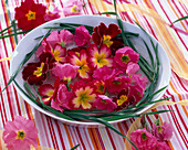 Blossoms of primula and grasses in bowl with water