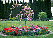 Plant a round bed with perennials and hanging cherry