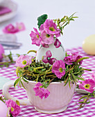 Blüten von Primula (Frühlingsprimeln) in ausgeblasenem Ei und