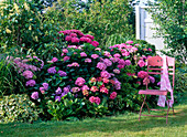 Stuhl am schattigen Beet mit Hydrangea (Hortensien)