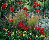 Colorful summer bed with Lilium (lily), Antirrhinum