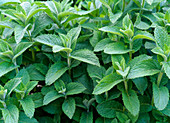 Mentha X rotundifolia (apple mint)