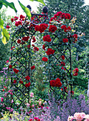 Rose bow with pink 'Santana' (climbing rose)