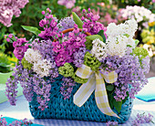 Lilac bouquet in blue bag