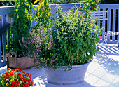 Zinc tub with different kinds of Mentha (mint)