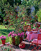 Malus 'Red Sentinel' planted with Petuna
