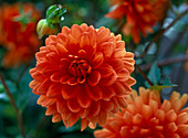 Dahlia 'Renato Tozio' (Decorative Dahlia), Orange flowers