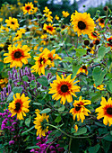 Helianthus (sunflowers)