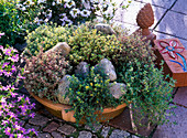 Mini rock garden in terracotta bowl with thymus