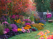 Colorful autumn bed in front of Amelanchier (rock pear)