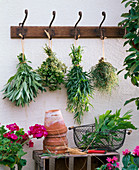 Herbs hung up to dry at the coat hanger, Salvia, Origanum