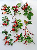 Rose (rosehip), board with various rosehips