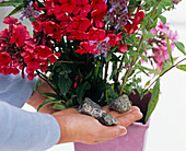 Extra tip-In windy weather, give stones to complain in the flower vase
