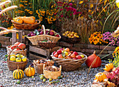 Baskets of freshly harvested cucurbita (pumpkin), malus (apple)
