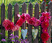 Girlande aus Blüten von Dahlia (Dahlien) und Herzen an Zaun