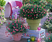 Argyranthemum Daisy Crazy (Pink daisies)