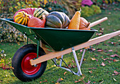 Various cucurbita (pumpkin) in wheelbarrow