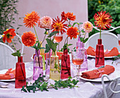 Verschiedene Dahlia (Dahlien) in Flaschen aus Glas auf gedecktem Tisch, Hedera