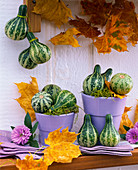 Cucurbita hanging on pots and on the wall, autumn leaves