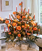 Rosa (Rosen) an Picea (Fichte) als Weihnachtsbaum mit roten Kerzen